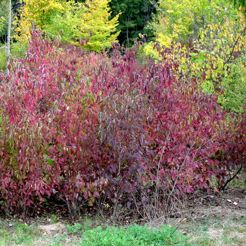 Cornus sanguinea Winter Beauty