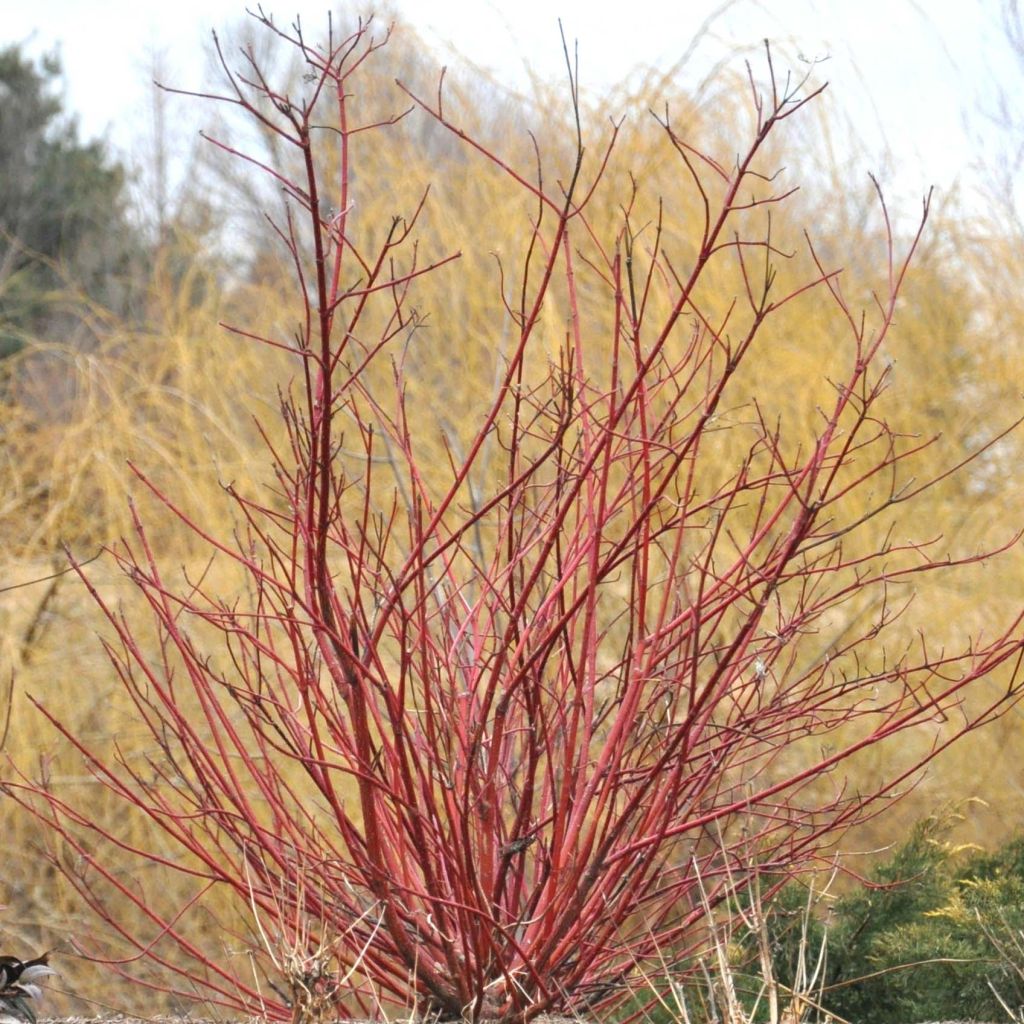 Cornus sericea Baileyi