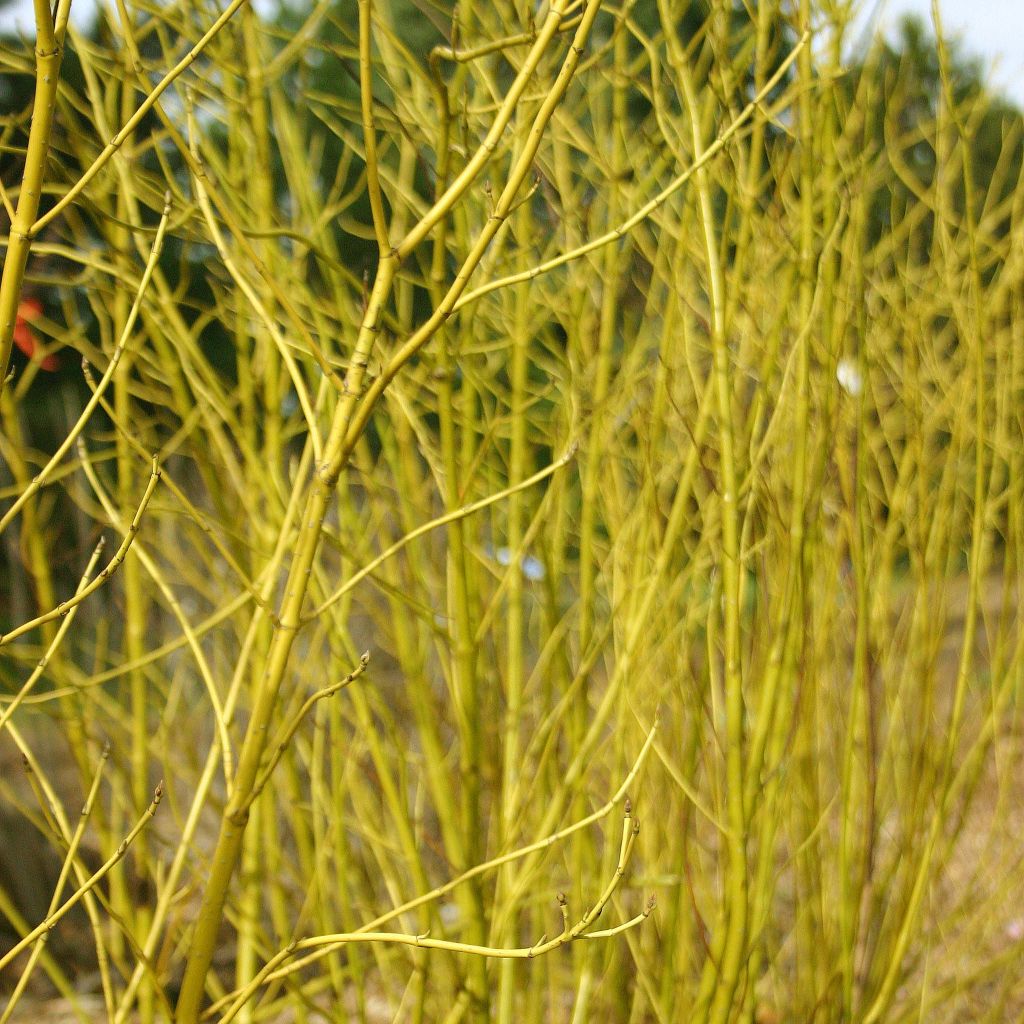 Cornus sericea Budd's Yellow