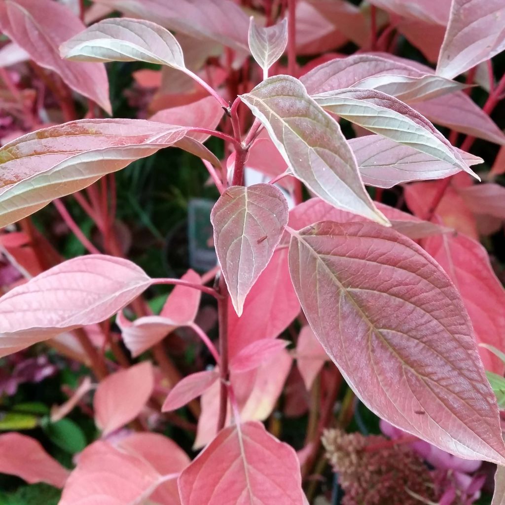 Cornus sericea Cardinal