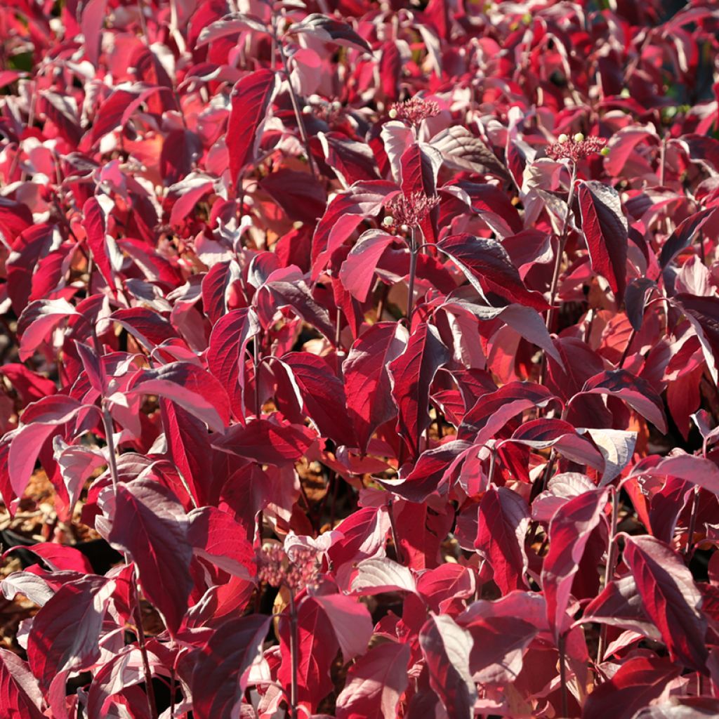 Cornus sericea Farba 