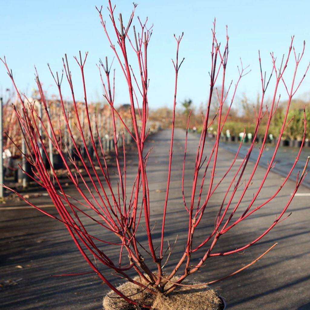 Cornus sericea Firedance