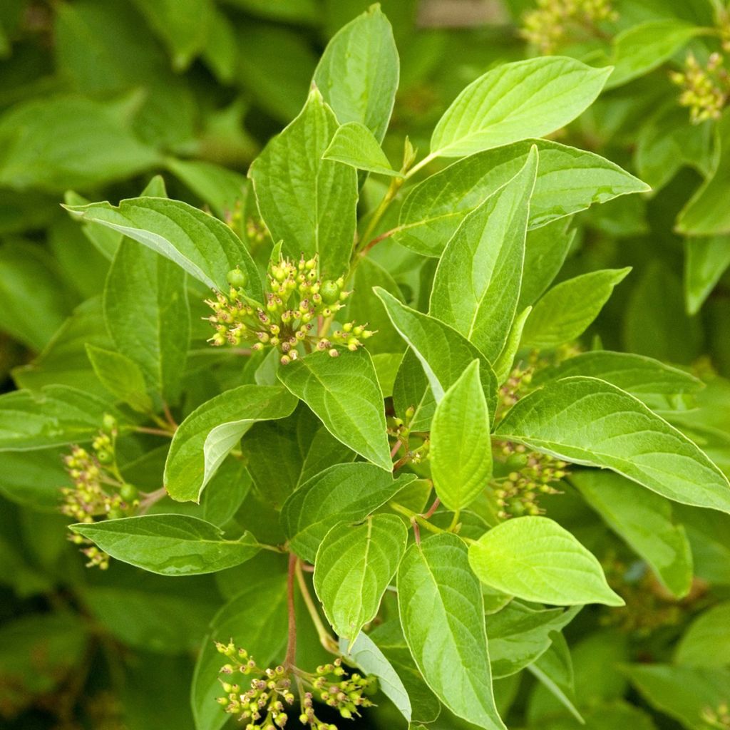 Cornus sericea Firedance