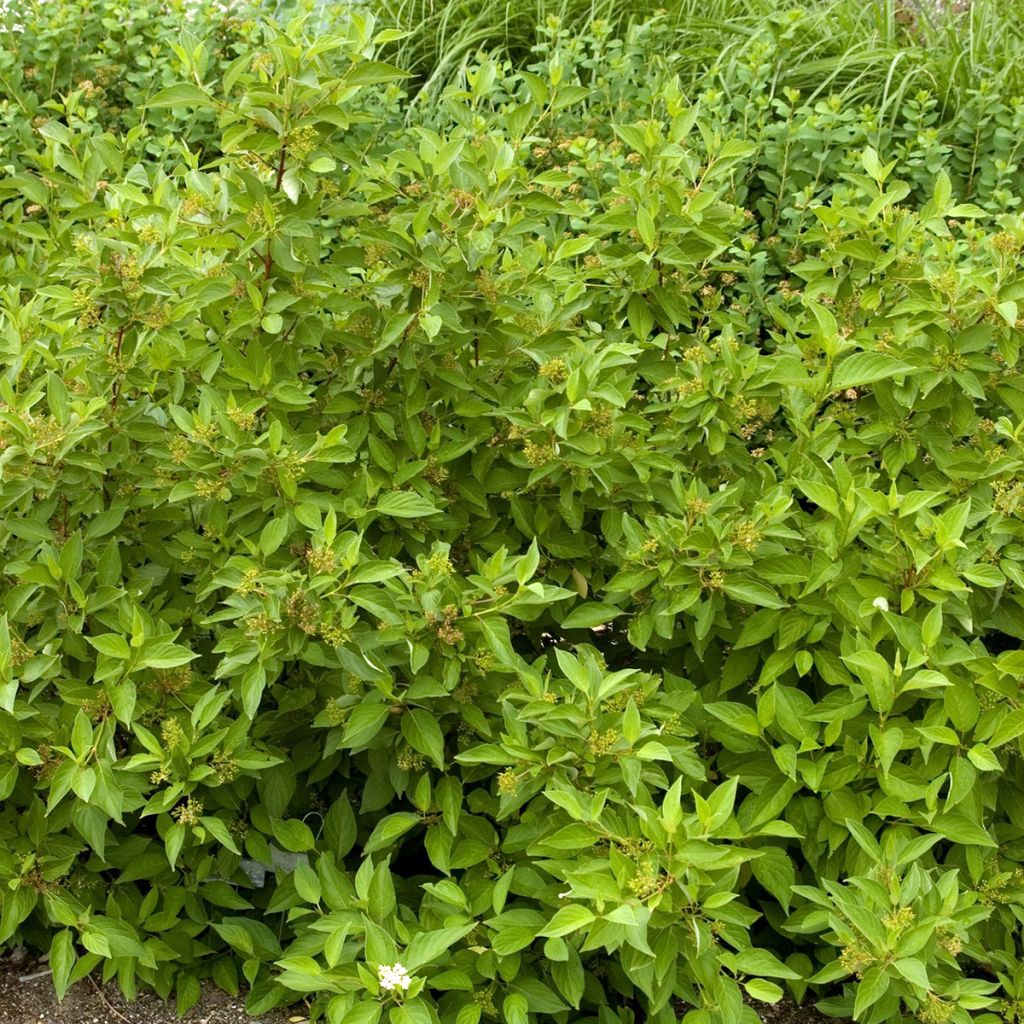 Cornus sericea Firedance