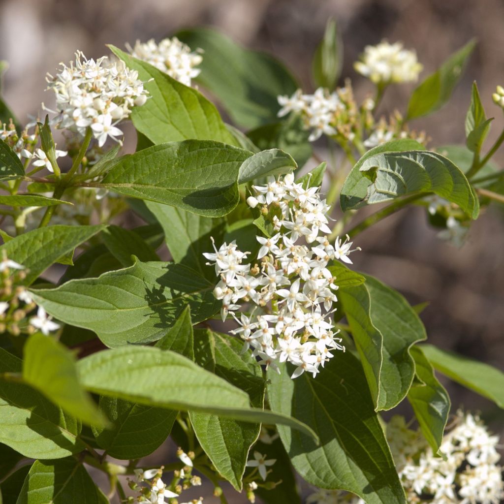 Cornus sericea Firedance