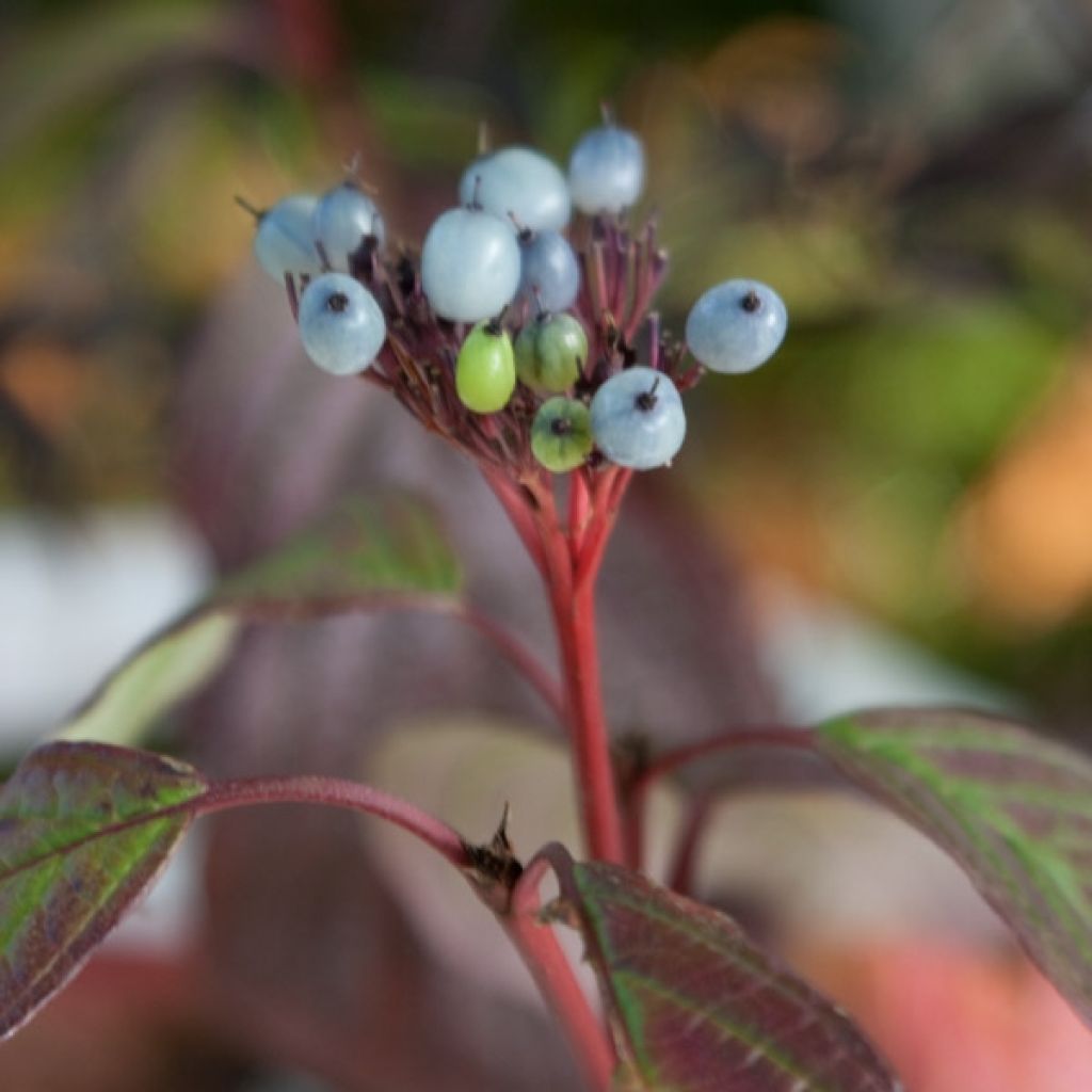 Cornus alba Siberian Pearls