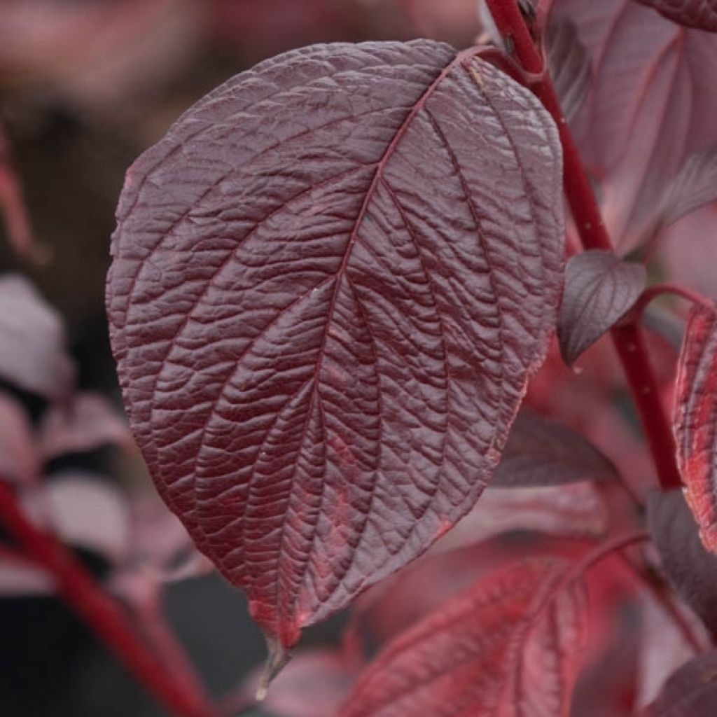 Cornus alba Siberian Pearls