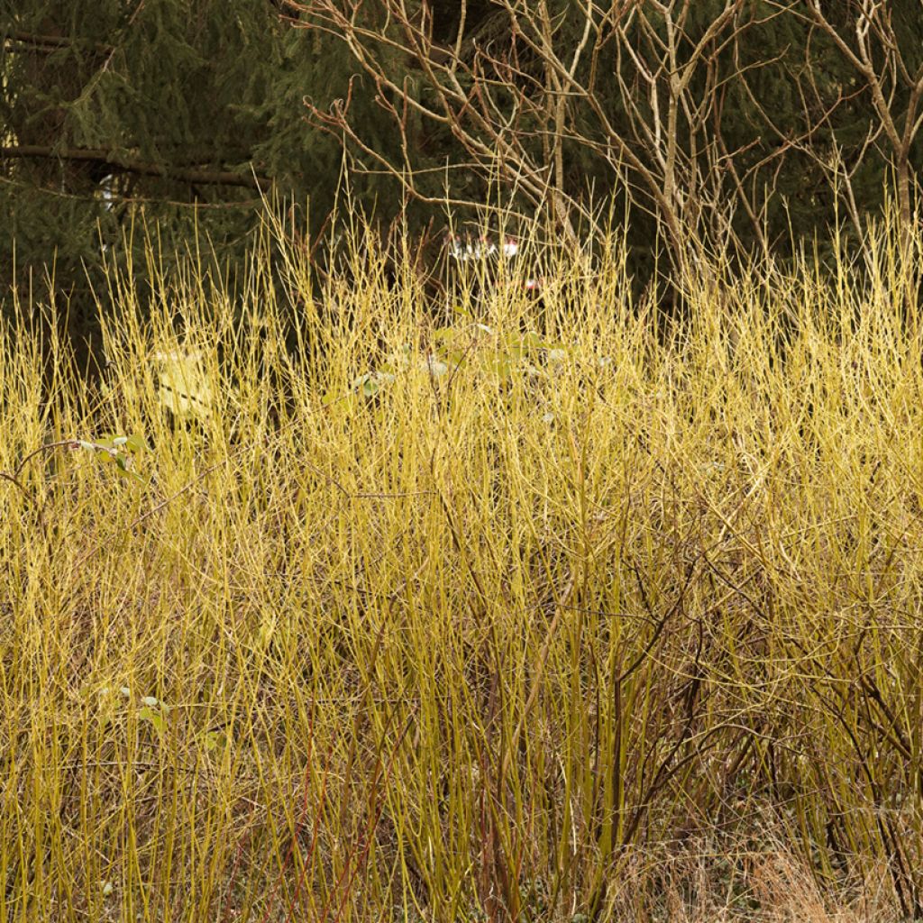 Cornus sericea Flaviramea