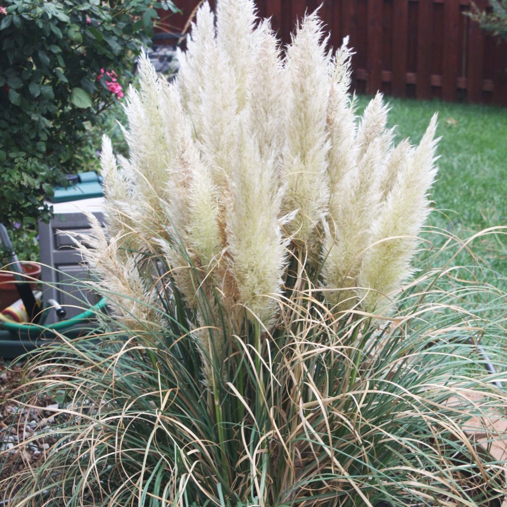 Cortaderia selloana Pumila - Erba delle Pampas