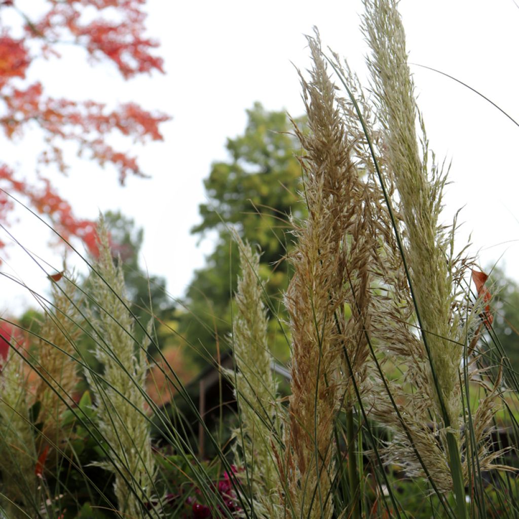 Cortaderia selloana Pumila - Erba delle Pampas