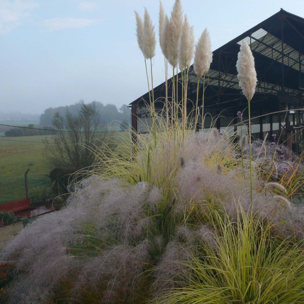 Cortaderia selloana Splendid Star - Erba delle Pampas