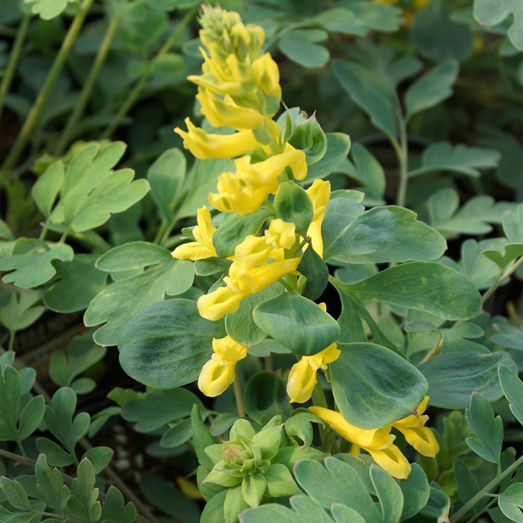 Corydalis Canary Feathers