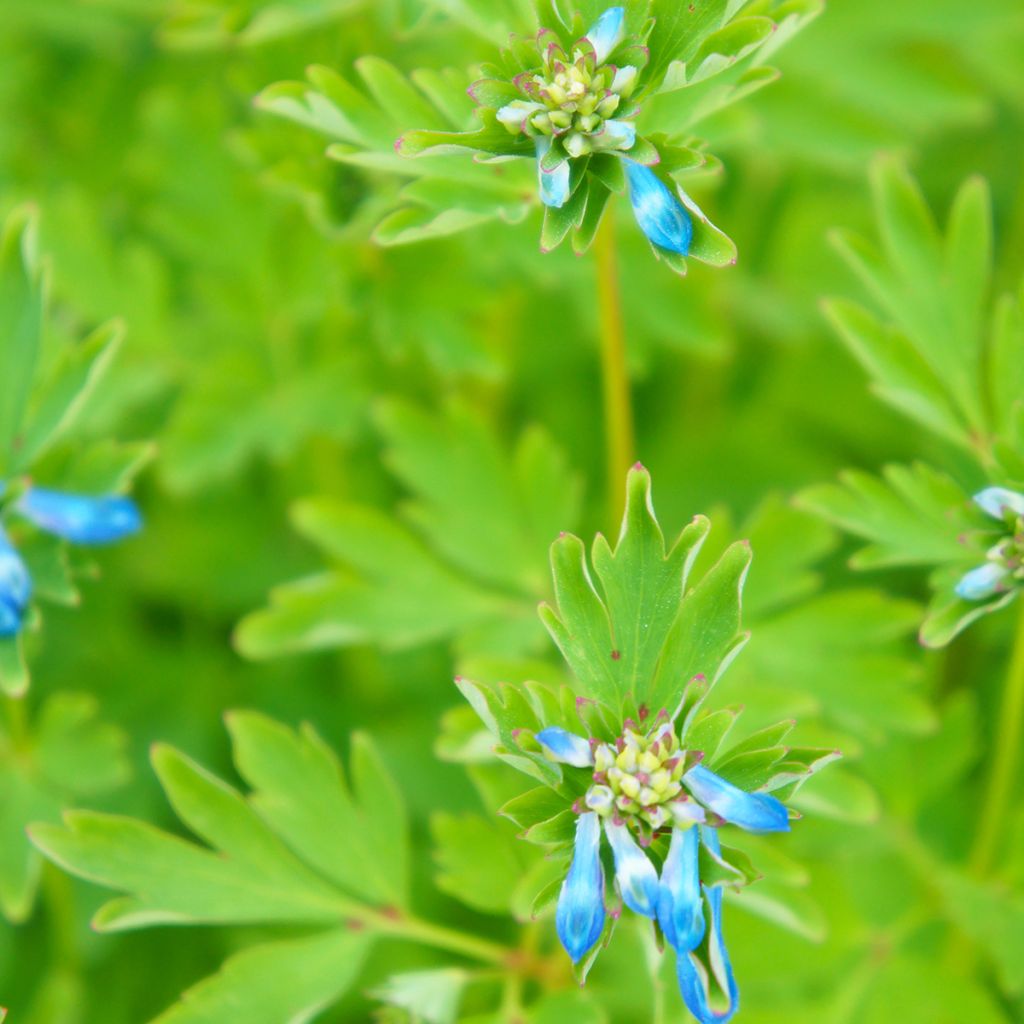 Corydalis flexuosa elata Craigton Blue