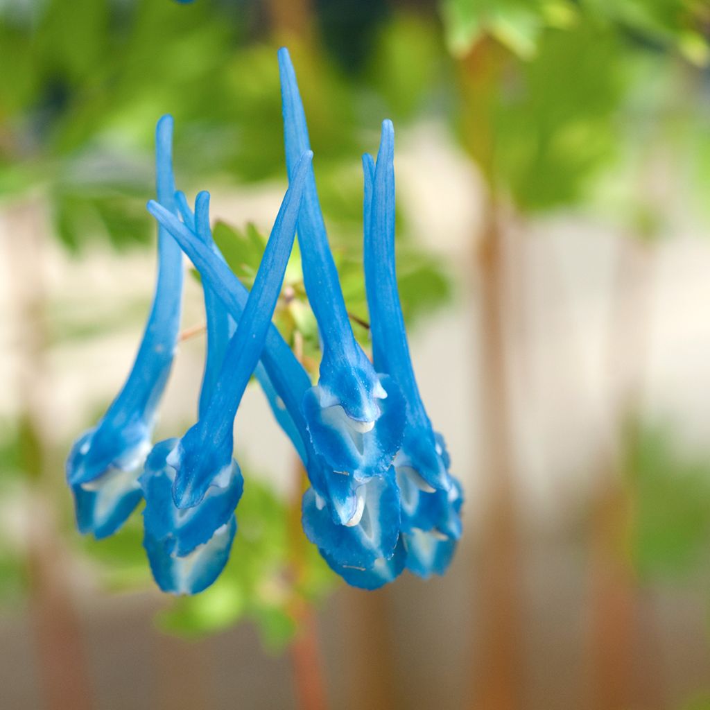 Corydalis flexuosa elata Craigton Blue