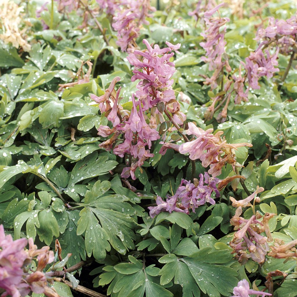 Corydalis solida ssp. solida - Colombina solida