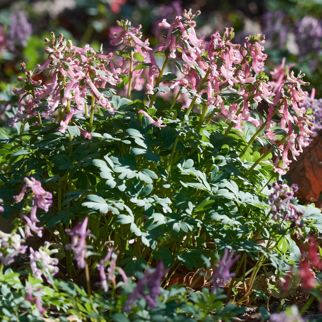 Corydalis solida ssp. solida - Colombina solida