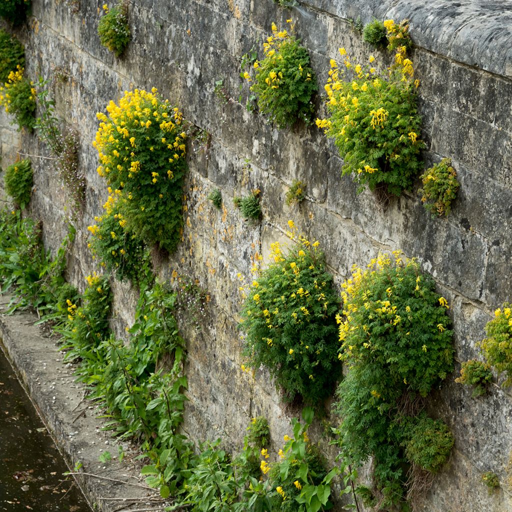 Corydalis lutea - Colombina gialla