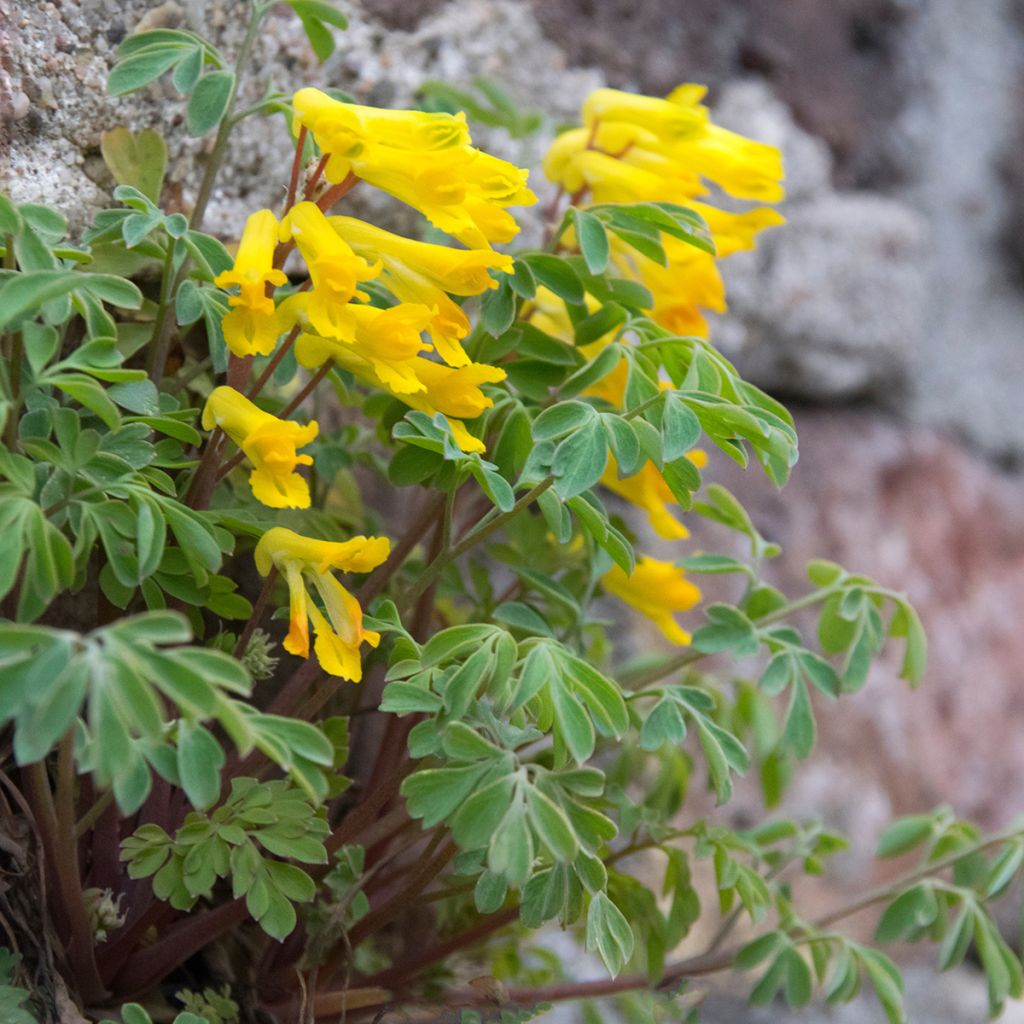 Corydalis lutea - Colombina gialla