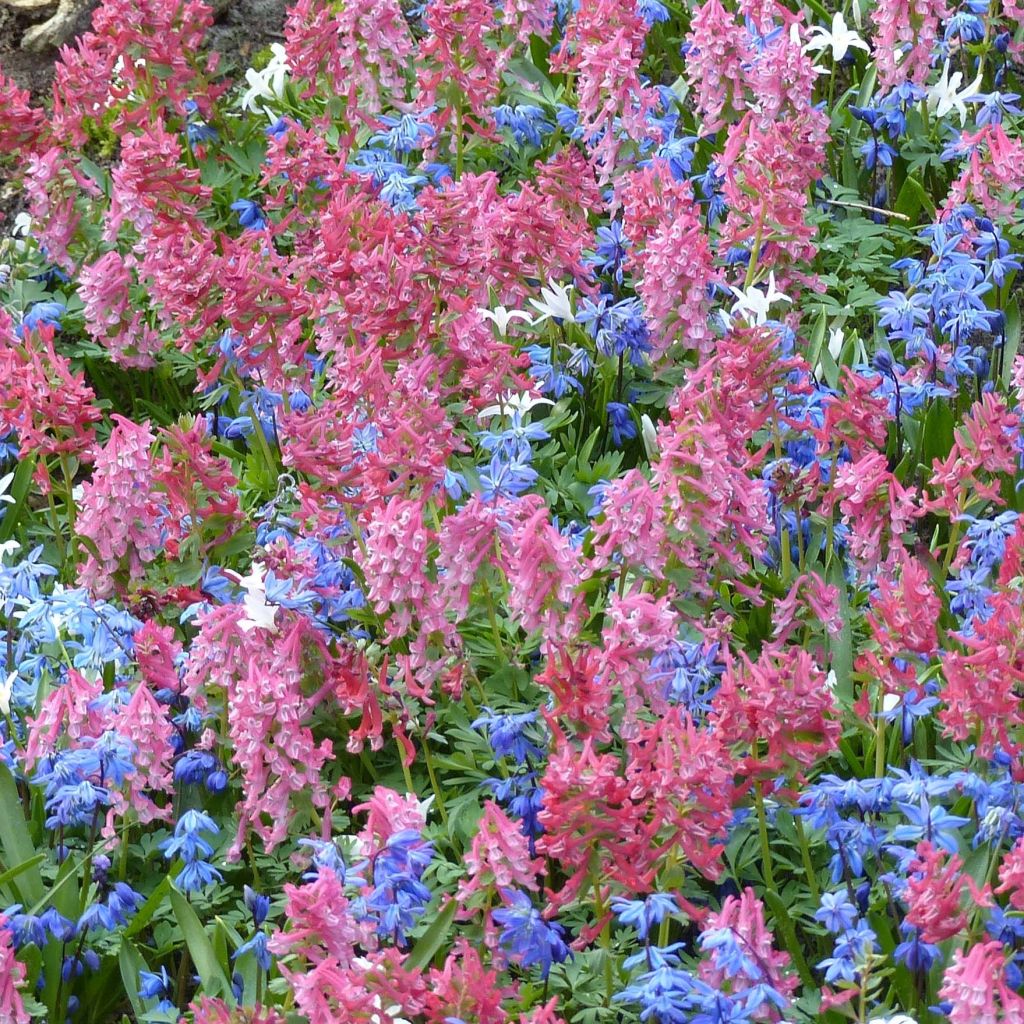 Corydalis solida GP Baker - Colombina solida