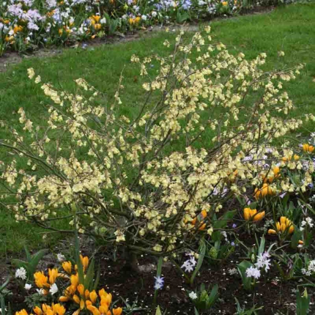 Corylopsis pauciflora - Falso nocciolo