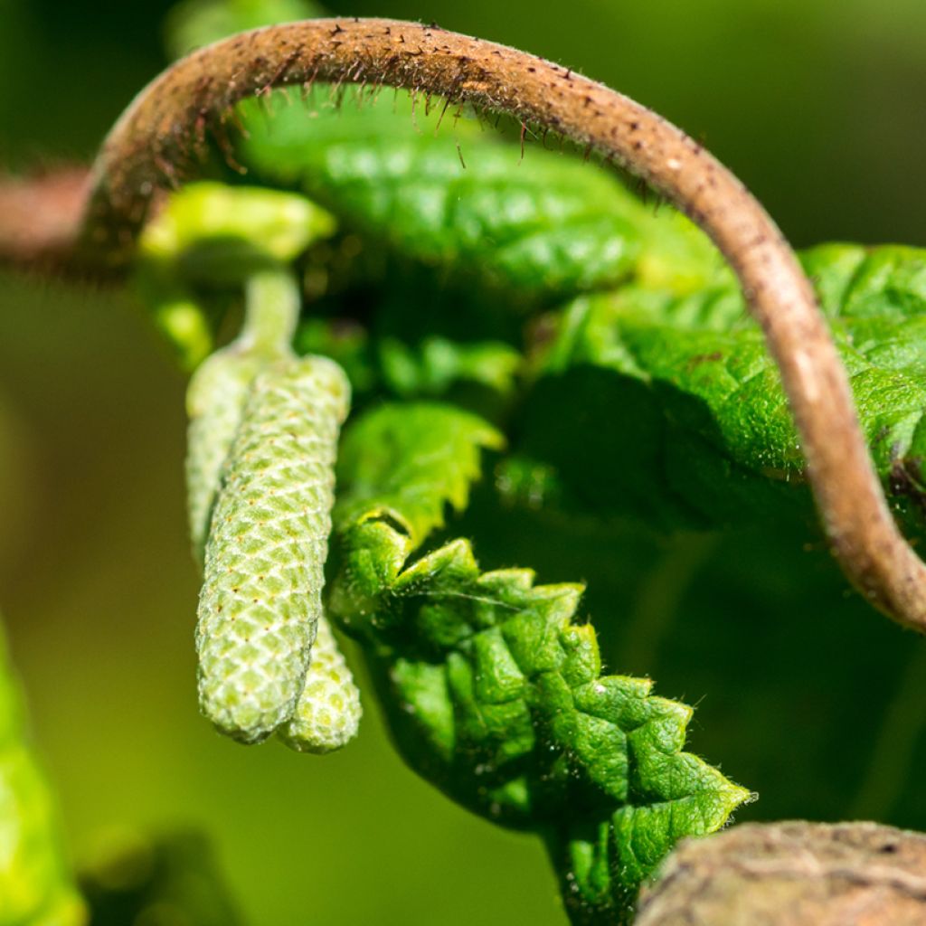 Corylus avellana Medusa - Nocciolo comune