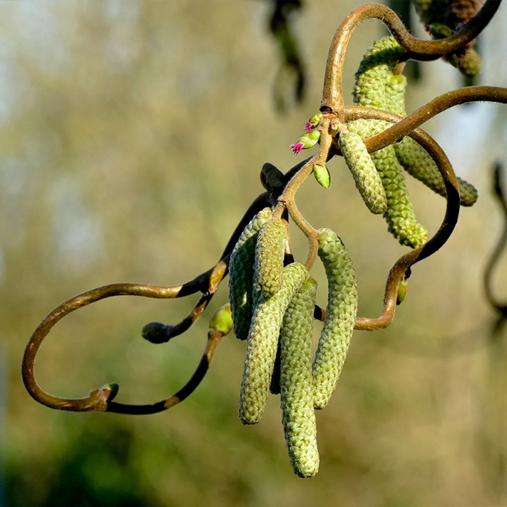 Corylus avellana Medusa - Nocciolo comune