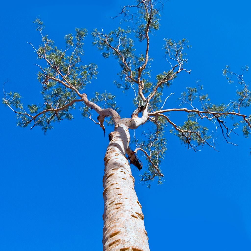 Corymbia citriodora - Eucalipto citrato