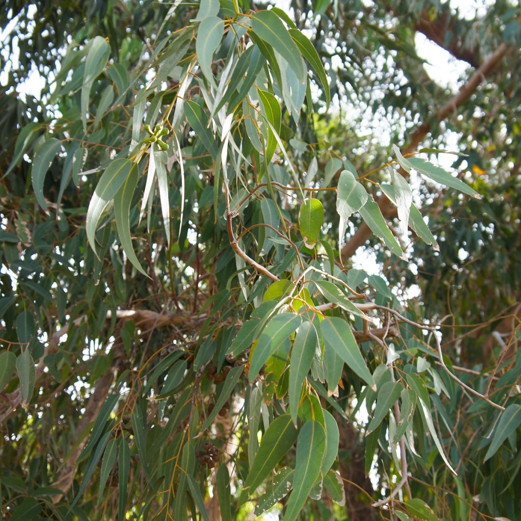 Corymbia citriodora - Eucalipto citrato