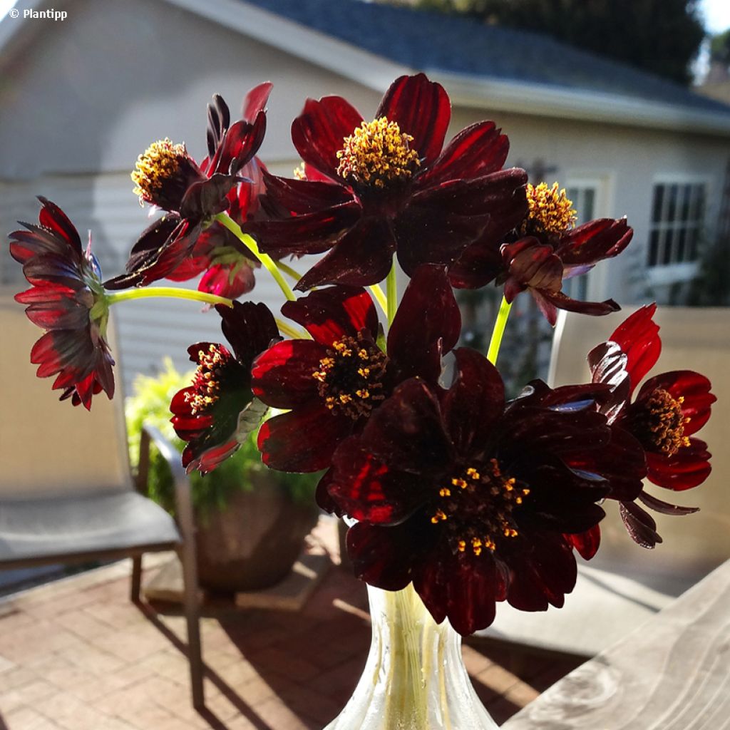 Cosmos atrosanguineus Eclipse - Fior di cioccolato