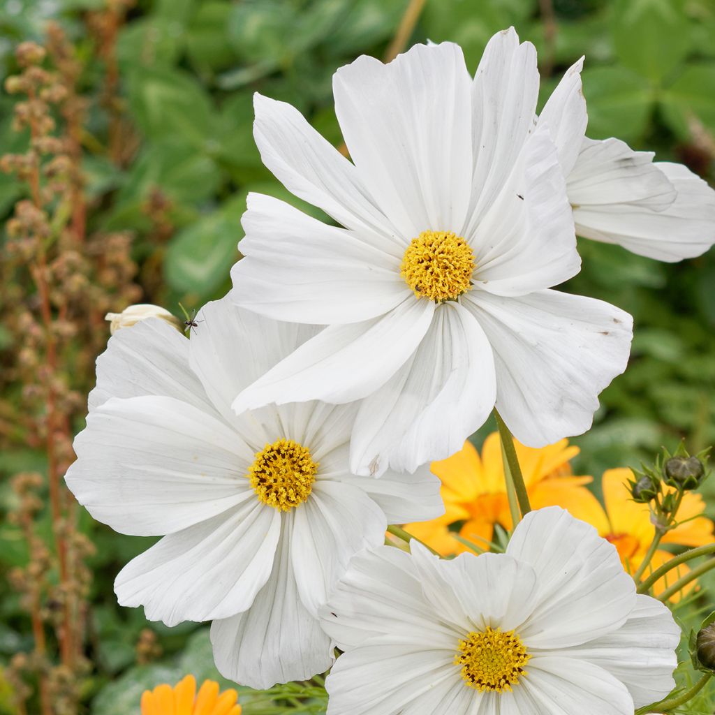 Cosmos Sonata White - Cosmea