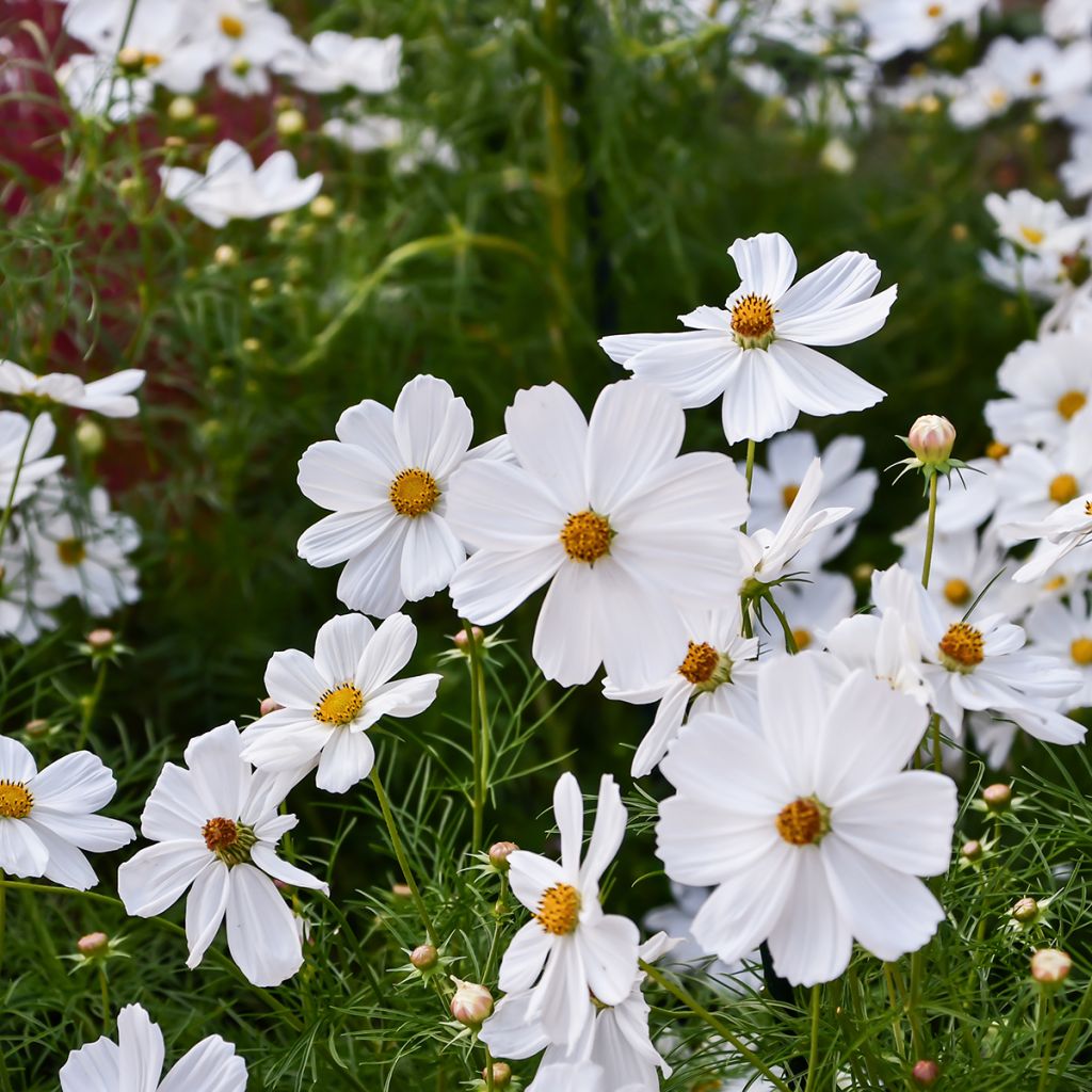 Cosmos Sonata White - Cosmea
