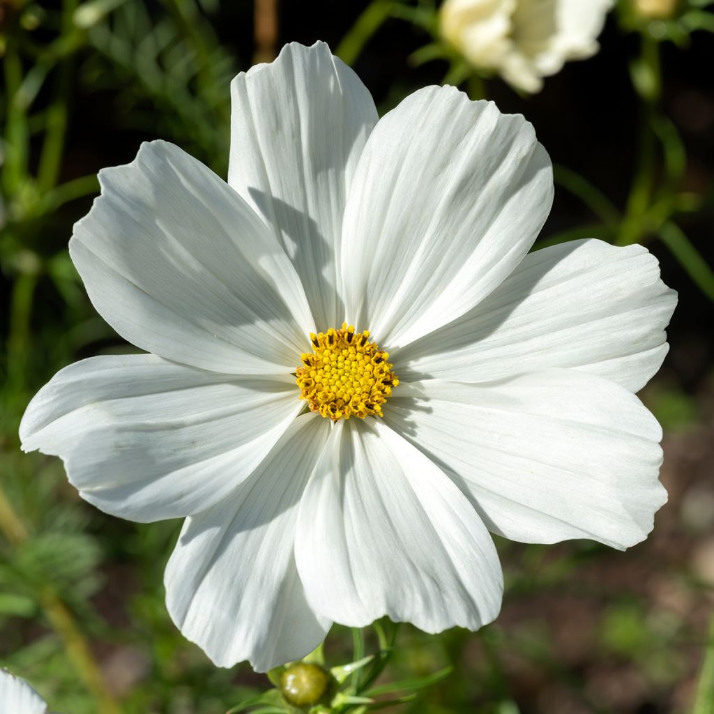 Cosmos Sonata White - Cosmea