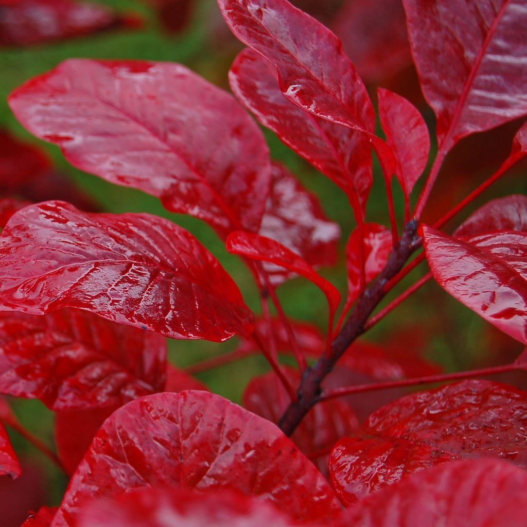 Cotinus Grace - Scotano
