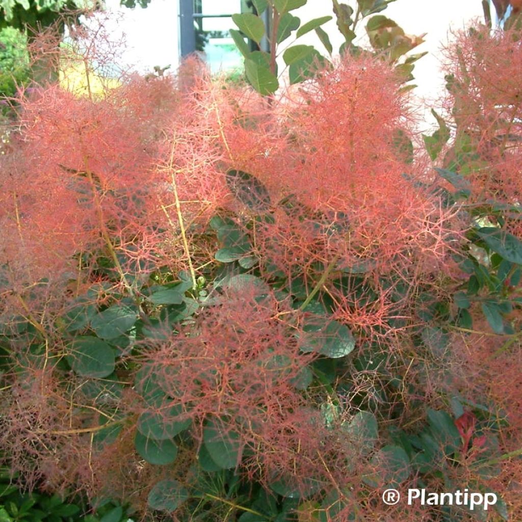 Cotinus coggygria Red Spirit