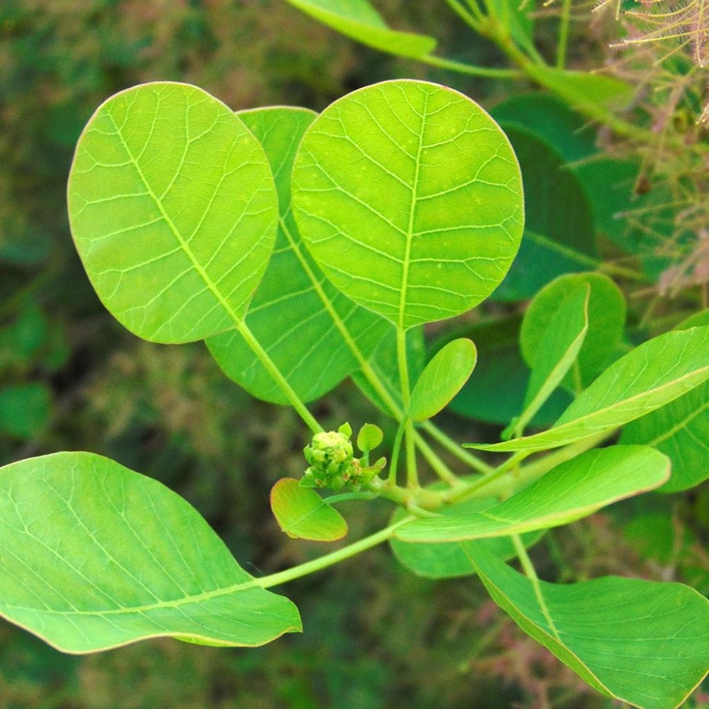 Cotinus coggygria Young Lady