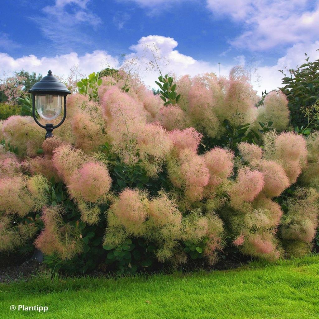 Cotinus coggygria Young Lady