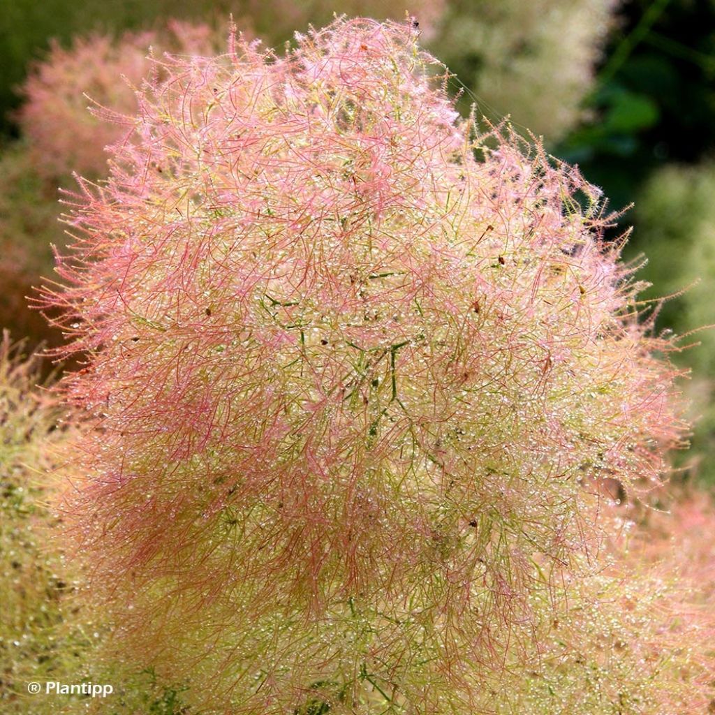 Cotinus coggygria Young Lady
