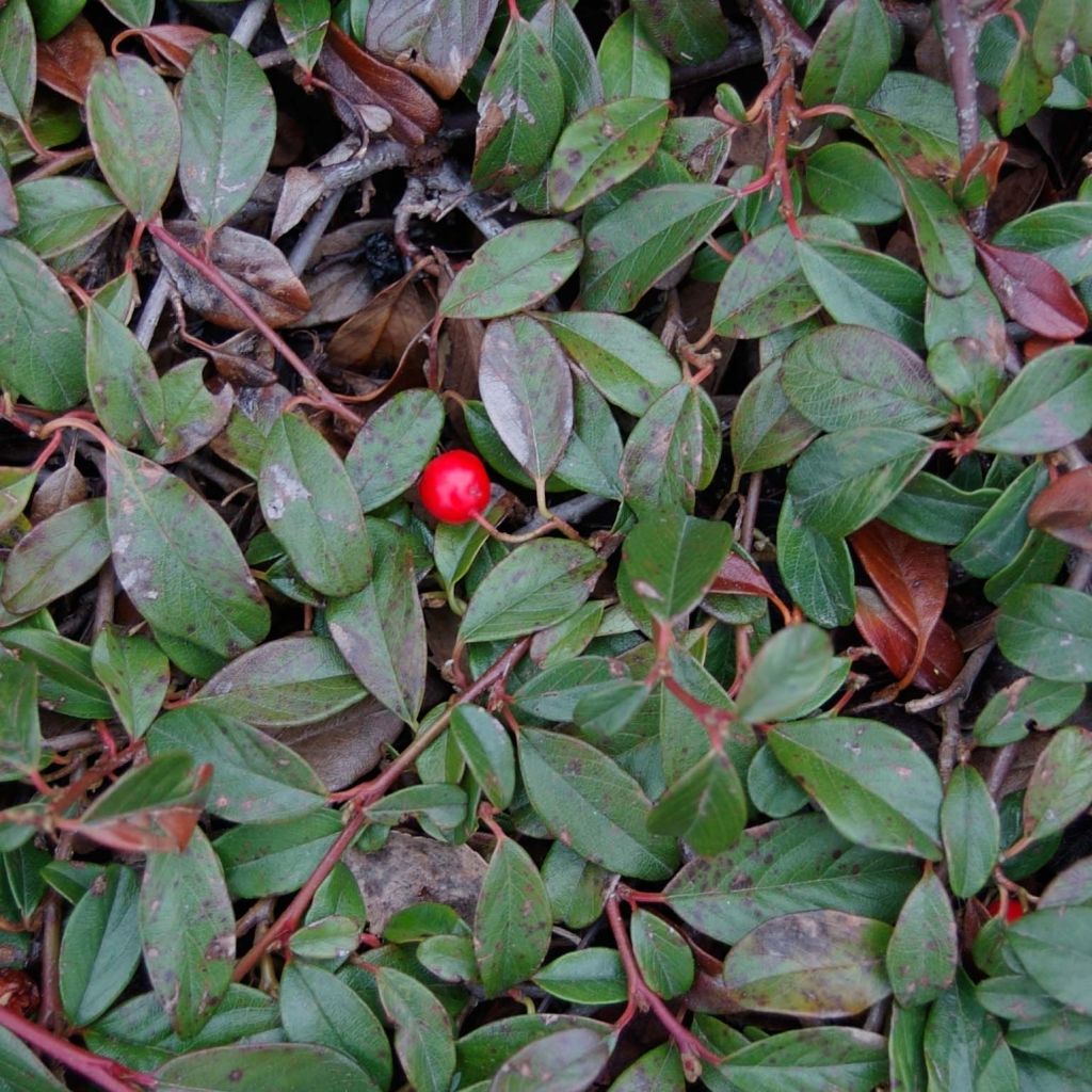 Cotoneaster dammeri Major