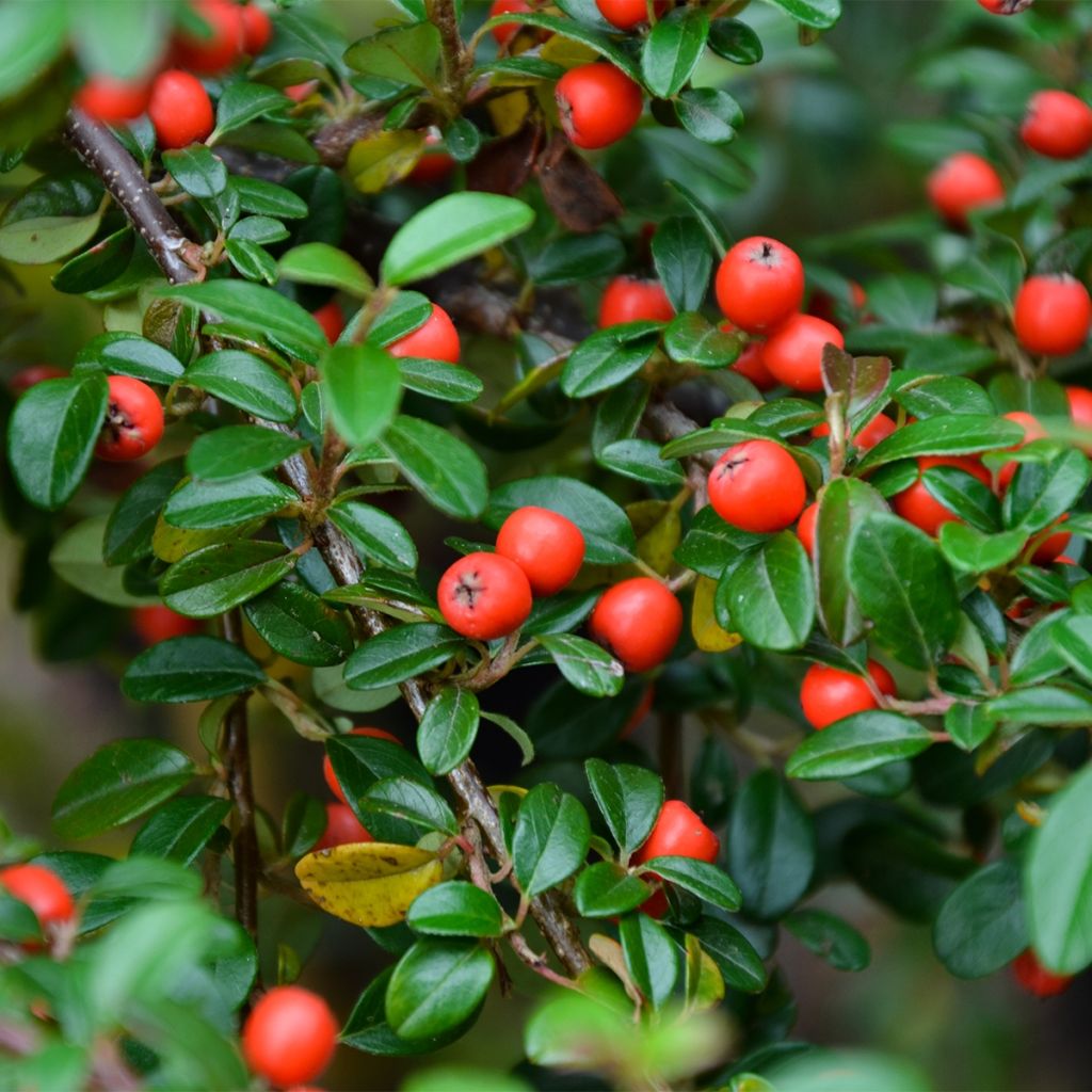 Cotoneaster dammeri Miranda - Cotoneaster de Dammer