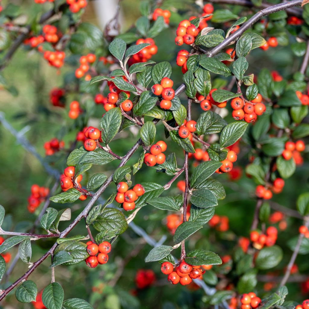 Cotoneaster franchetii - Cotognastro di Franchet
