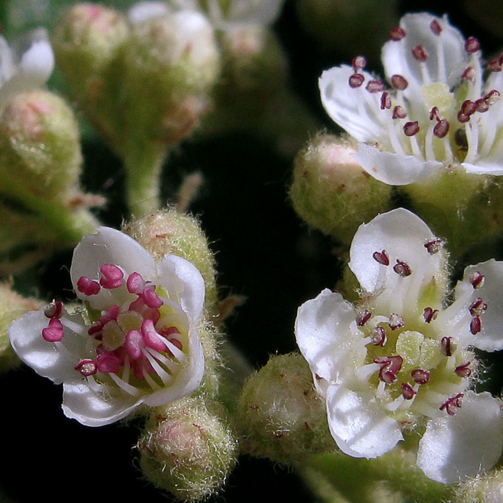 Cotoneaster lacteus - Cotognastro latteo