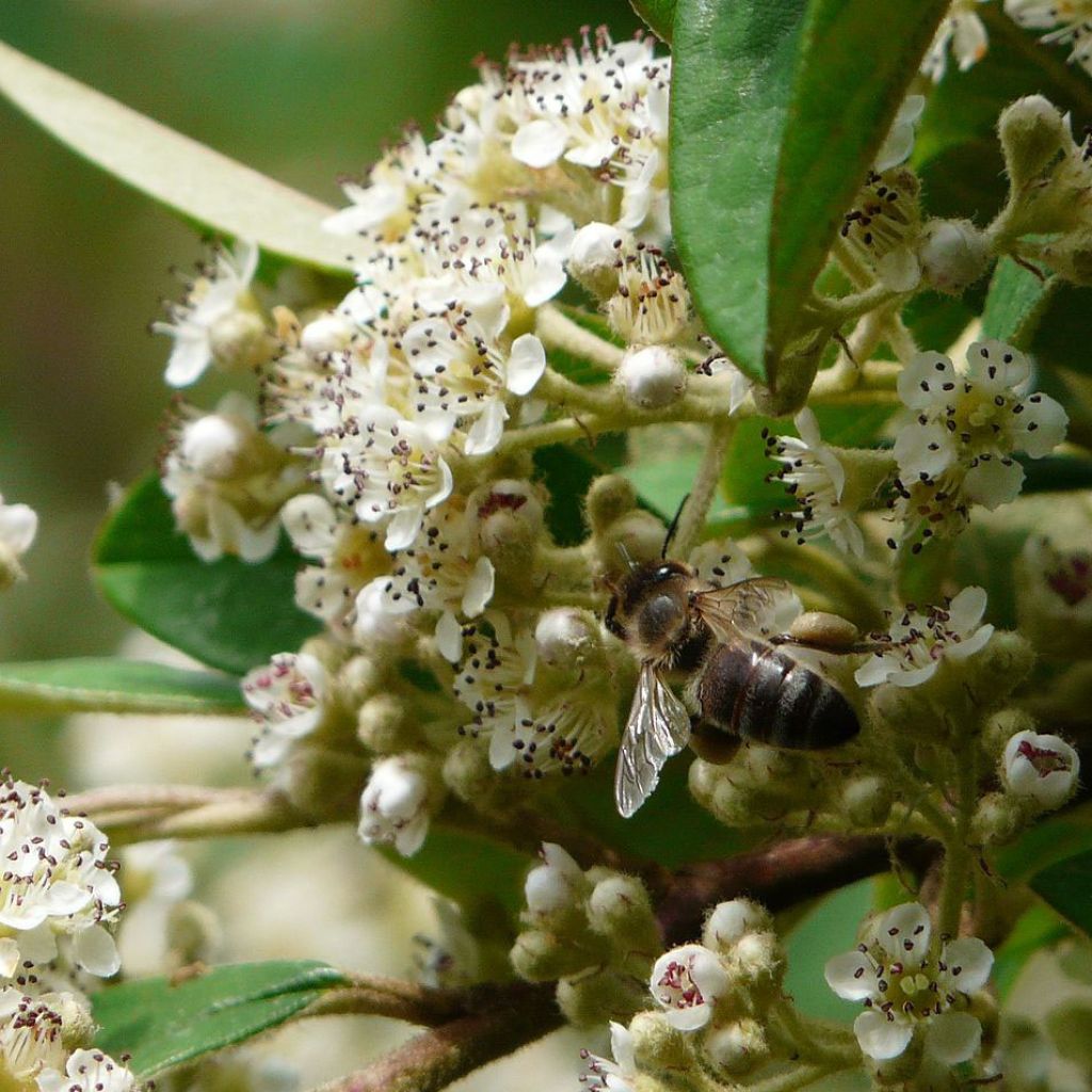 Cotoneaster lacteus - Cotognastro latteo
