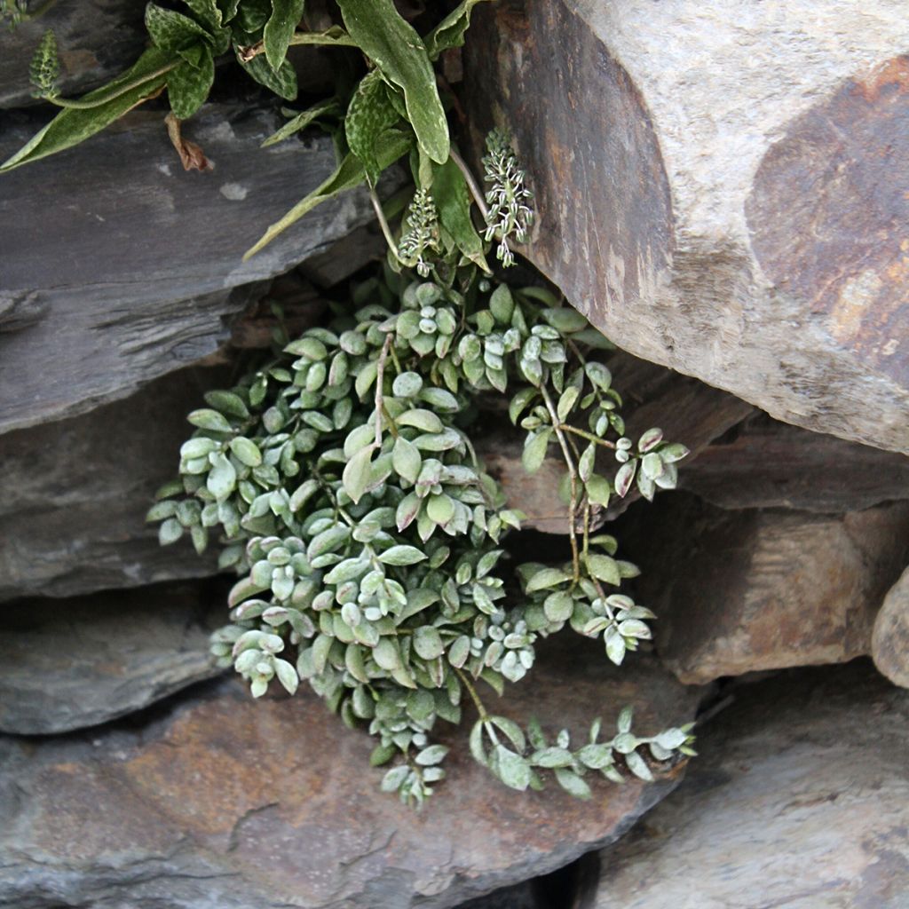 Cotyledon pendens