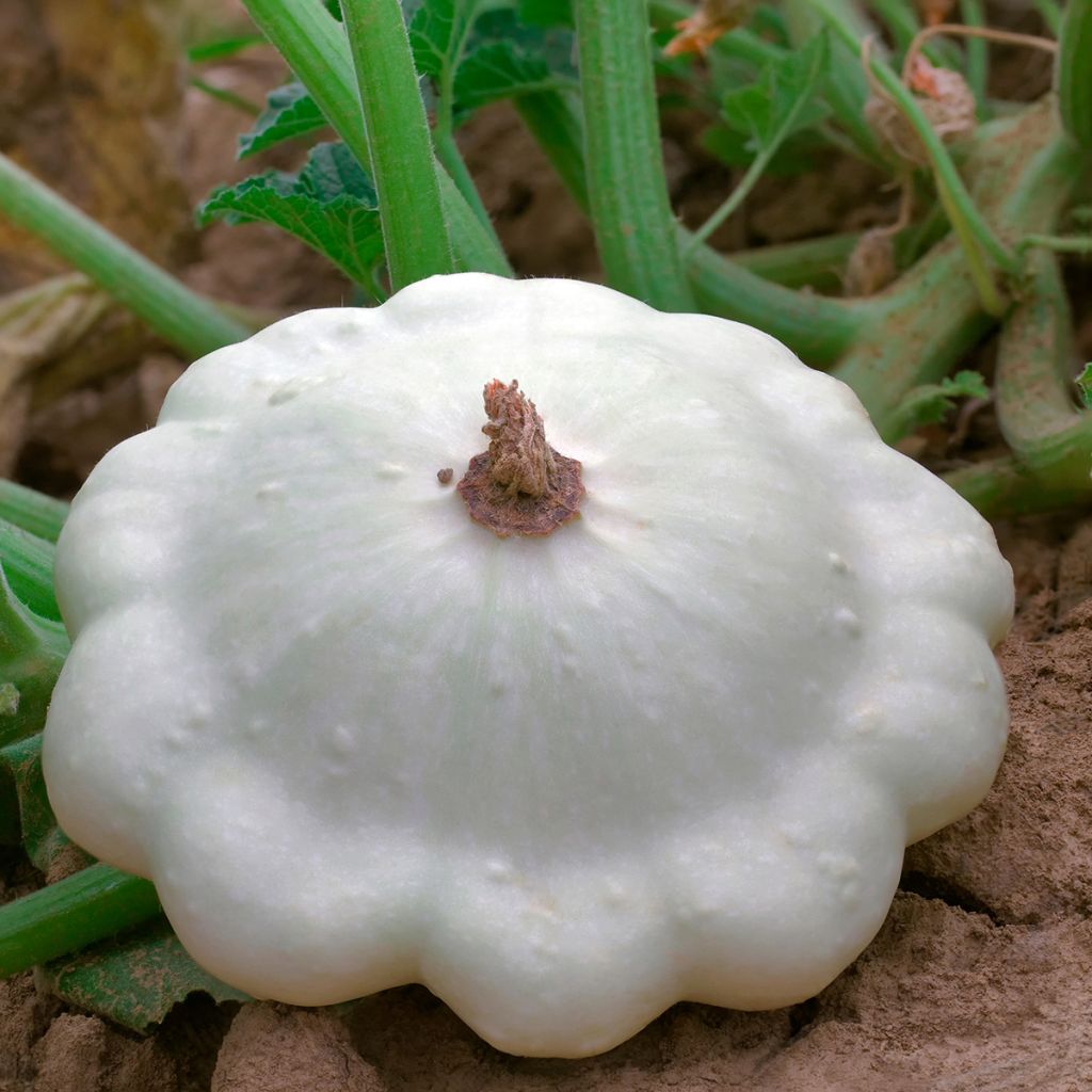 Zucchino Patisson bianche