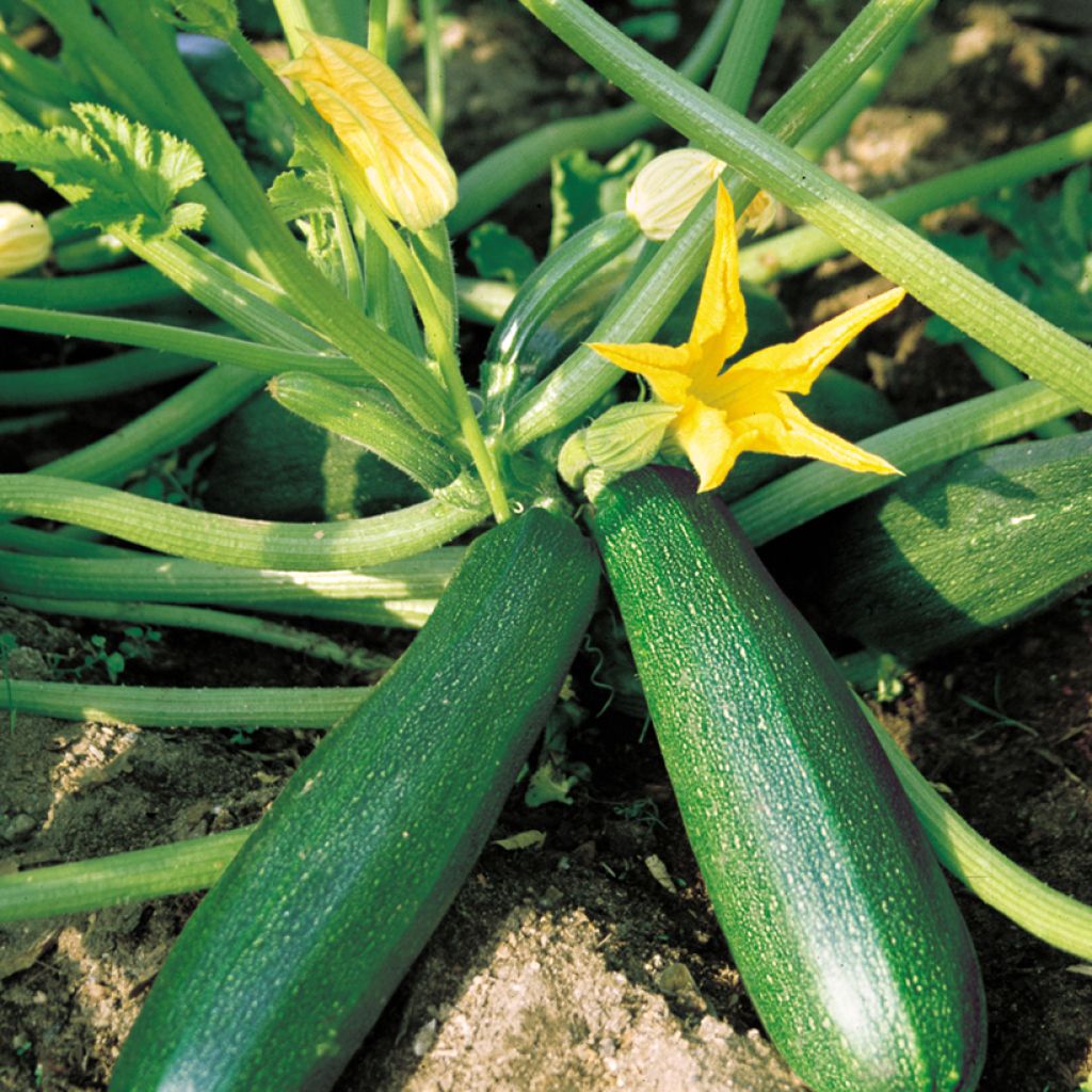 Zucchino Belor F1