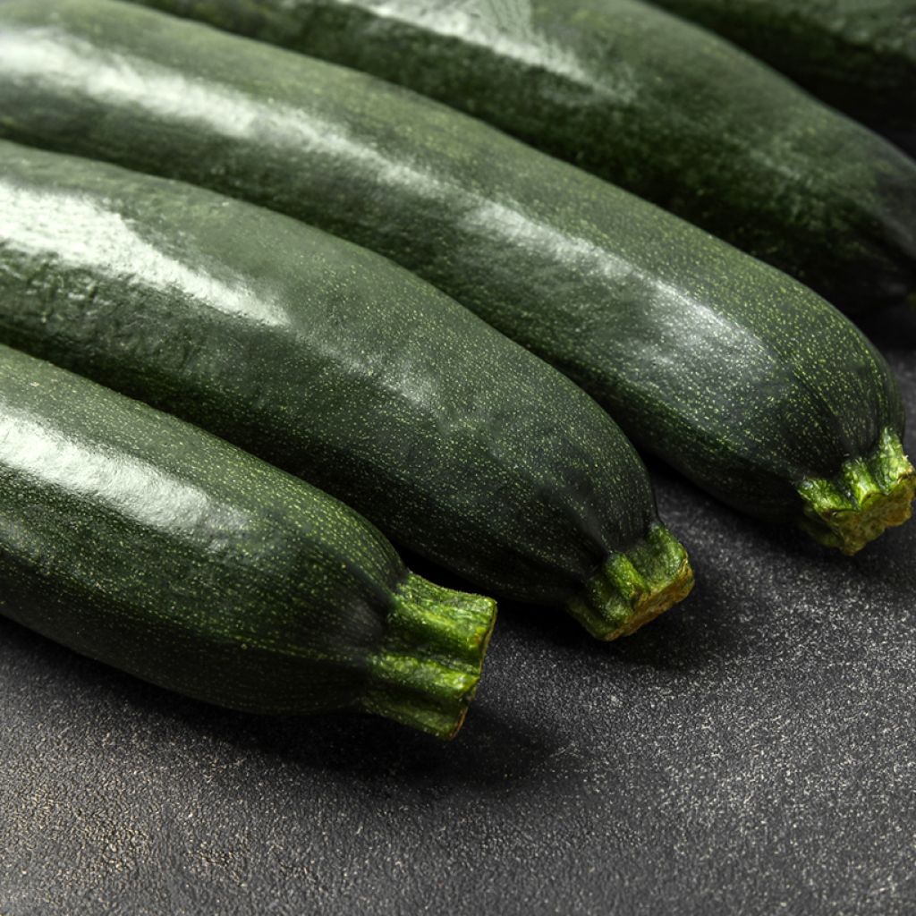 Zucchino Black Forest F1