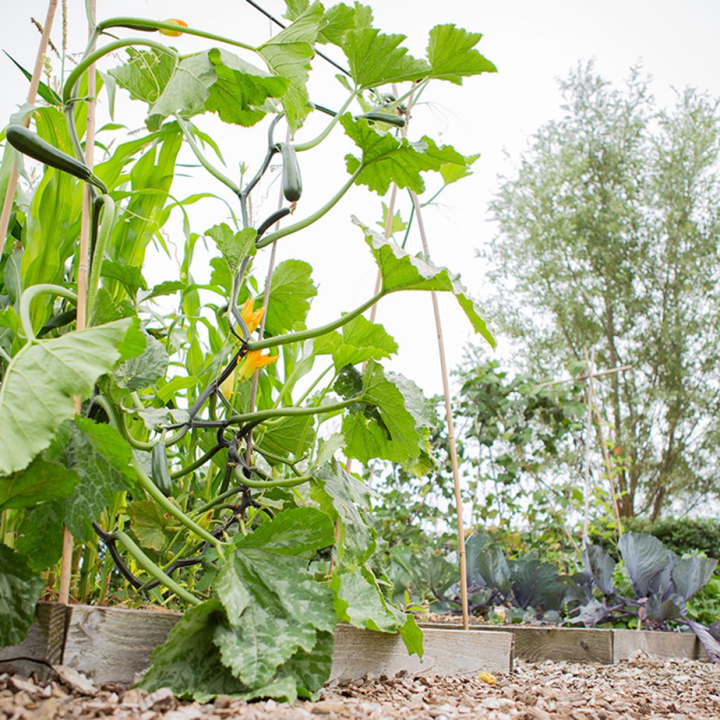 Zucchino Ola Escaladora F1 BIO