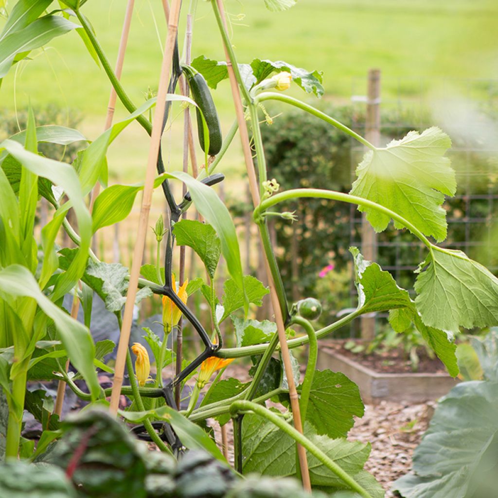 Zucchino Ola Escaladora F1 BIO