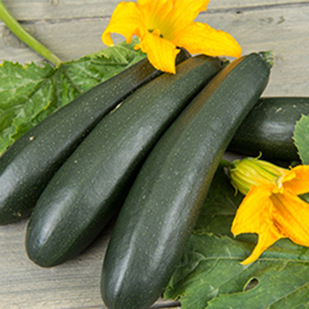 Zucchino Ola Escaladora F1 BIO