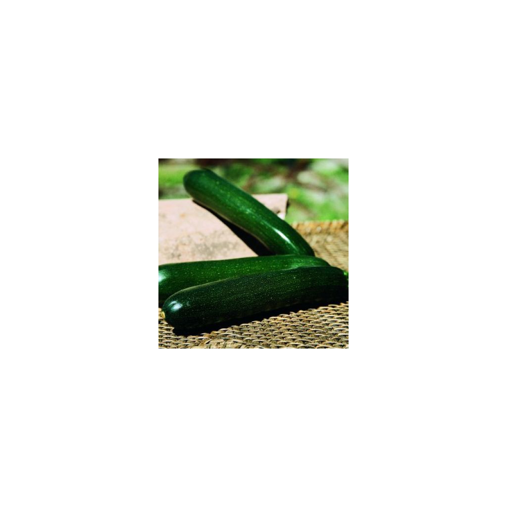 Zucchino Baccara